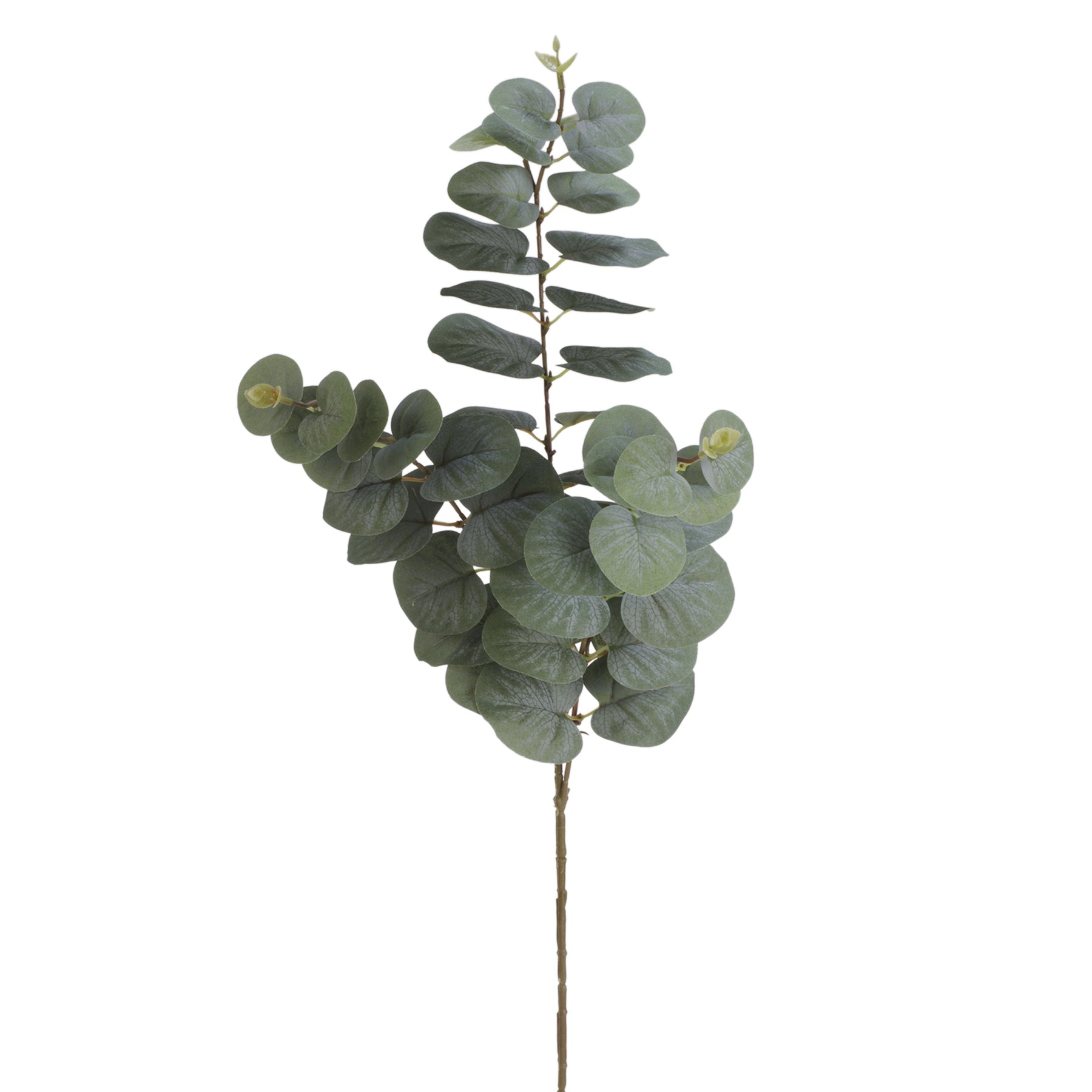Acheter des Branche décorative Eucalyptus YUZIMO avec graines