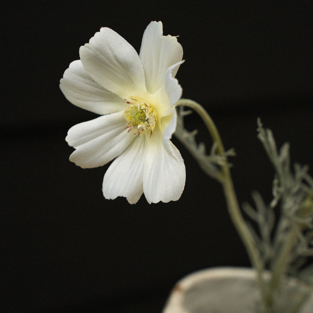 Cosmos flower stem - White