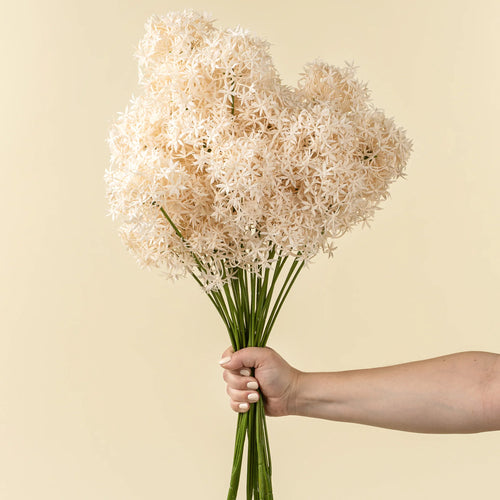 Allium stem - Champagne