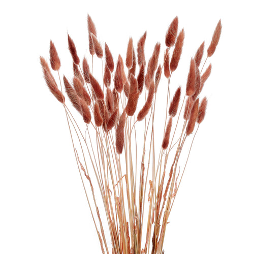 Bouquet de queue de lapin - Rouille||Lagurus stem bundle - Rusty