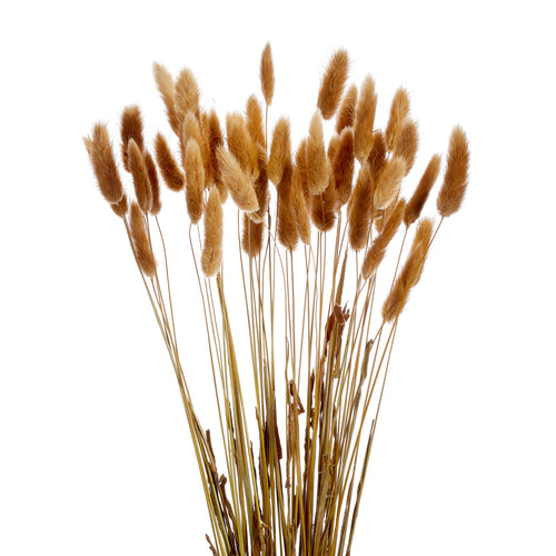 Bouquet de queue de lapin - Brun||Lagurus stem bundle - Brown
