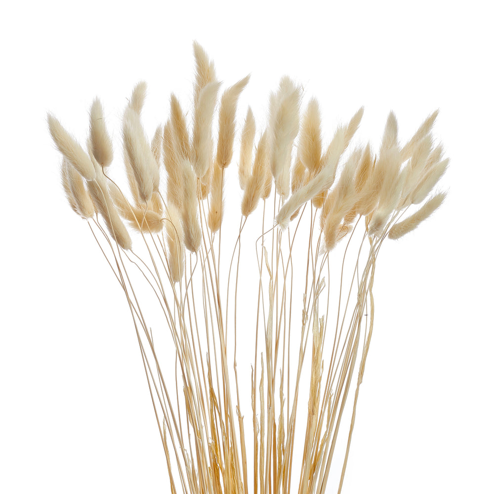 Bouquet de queue de lapin - Blanc||Lagurus stem bundle - White