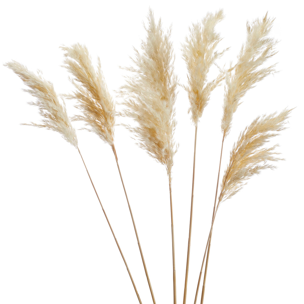 Branches de pampas blanches - 28"||White pampas steams - 28"