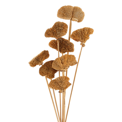 Set of 10 stems - Sponge mushrooms