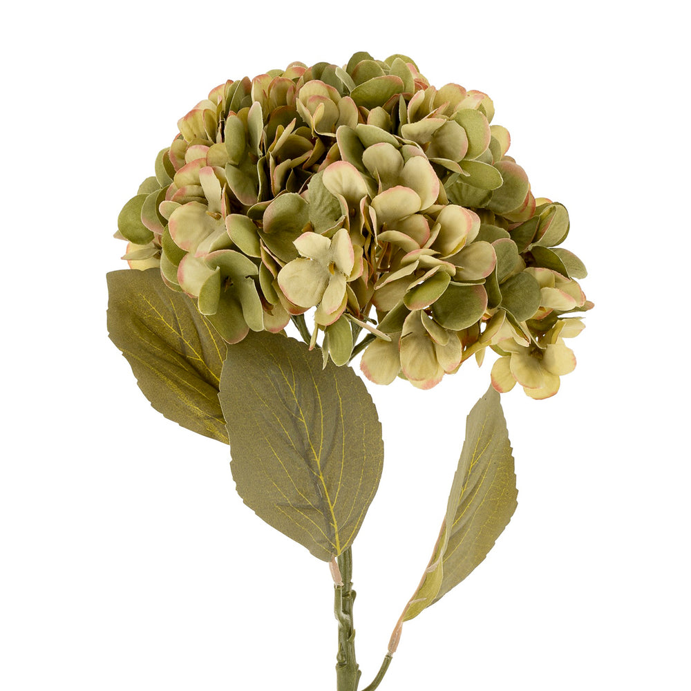 Hydrangea stem - Green