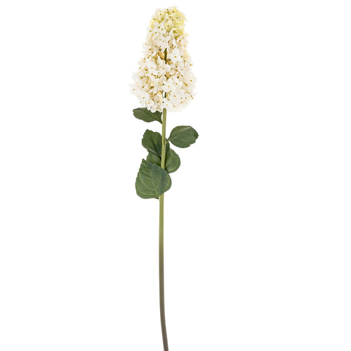 Hydrangea paniculata stem - White