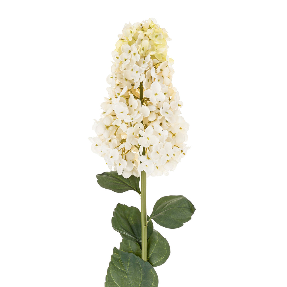 Hydrangea paniculata stem - White