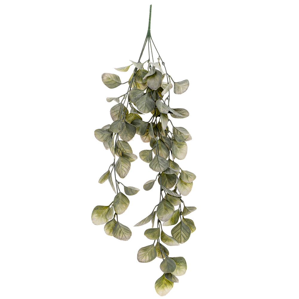 Falling plant bouquet - Eucalyptus