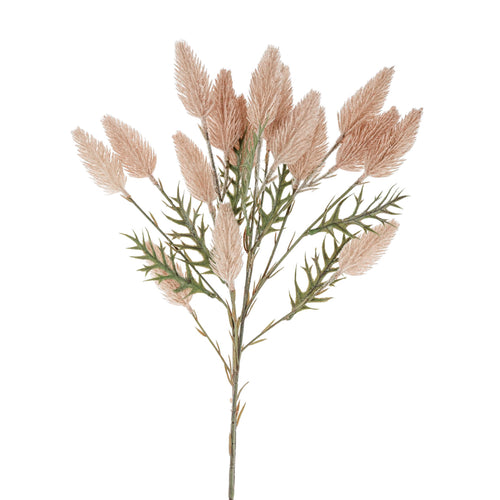 Branche de queue de lièvre - Naturel