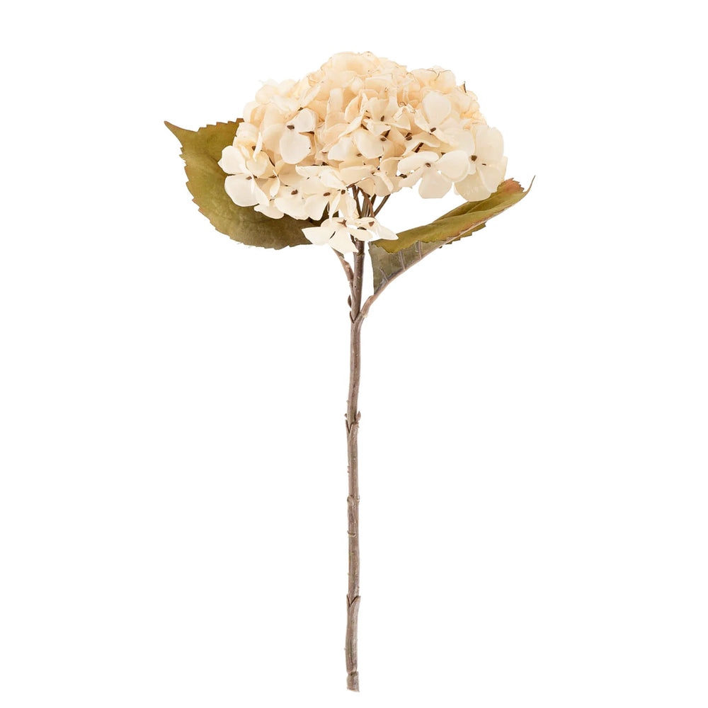 Hydrangea stem - Cream