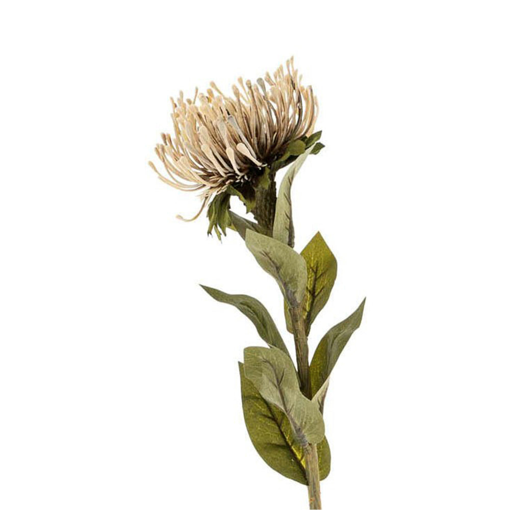 Natural flower stem - Protea