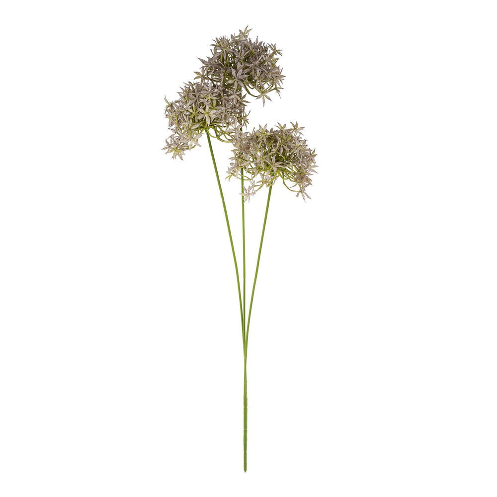Tige de fleurs d'alliums||Allium flower stem