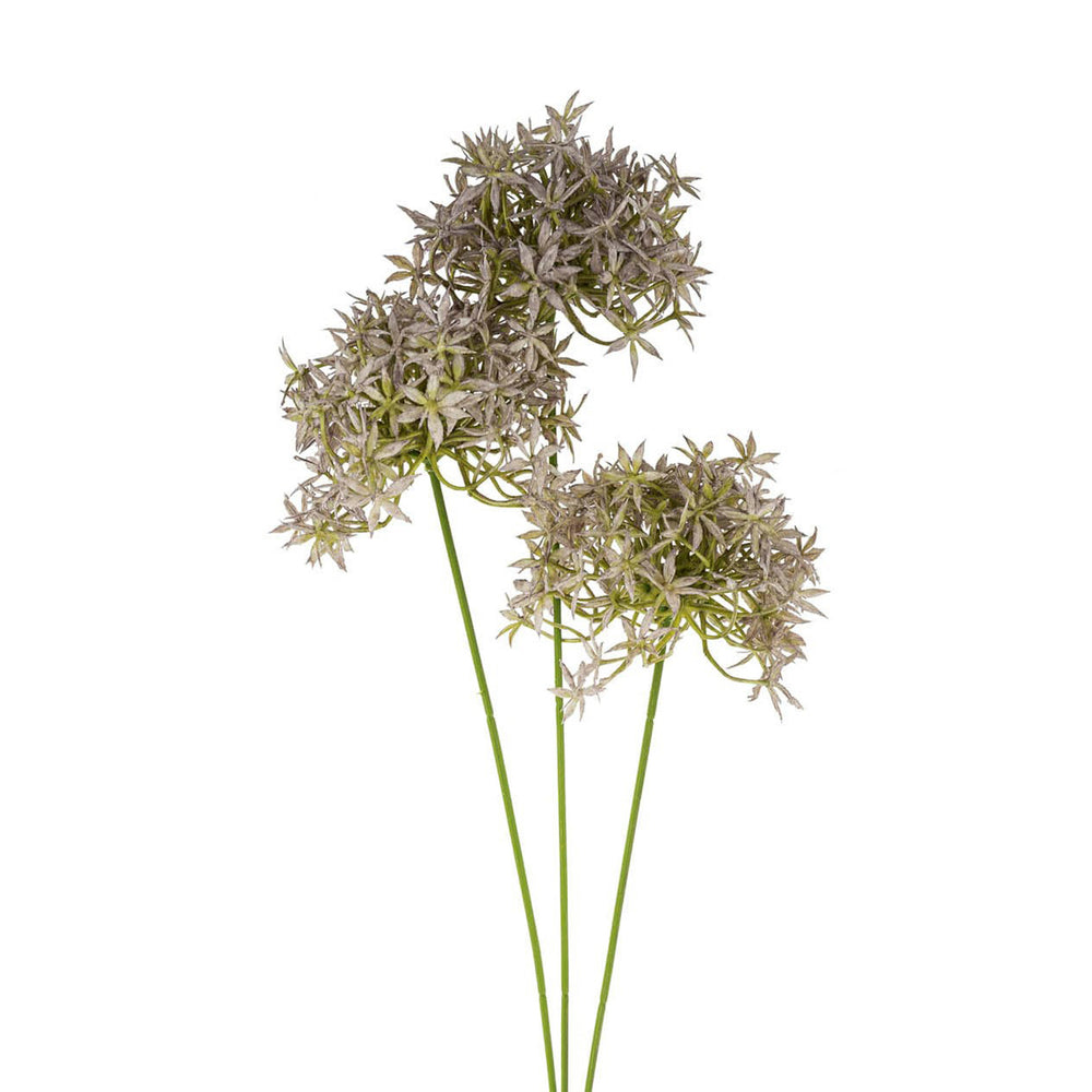 Tige de fleurs d'alliums||Allium flower stem