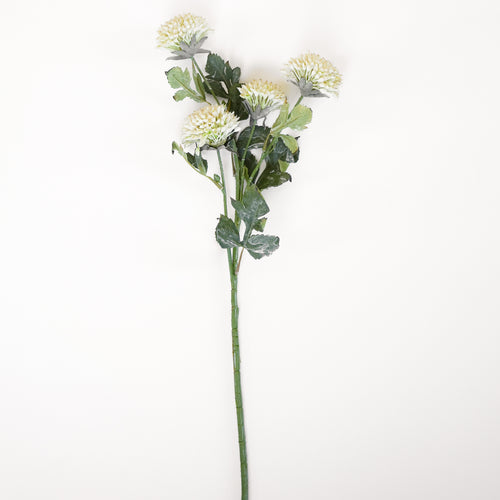 Tige de fleurs de scabieuse - Crème