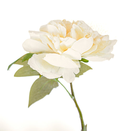 Pivoine sur tige - Crème