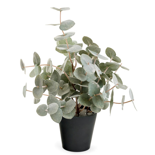 Eucalyptus en pot noir