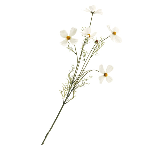 Tige de fleurs de cosmos