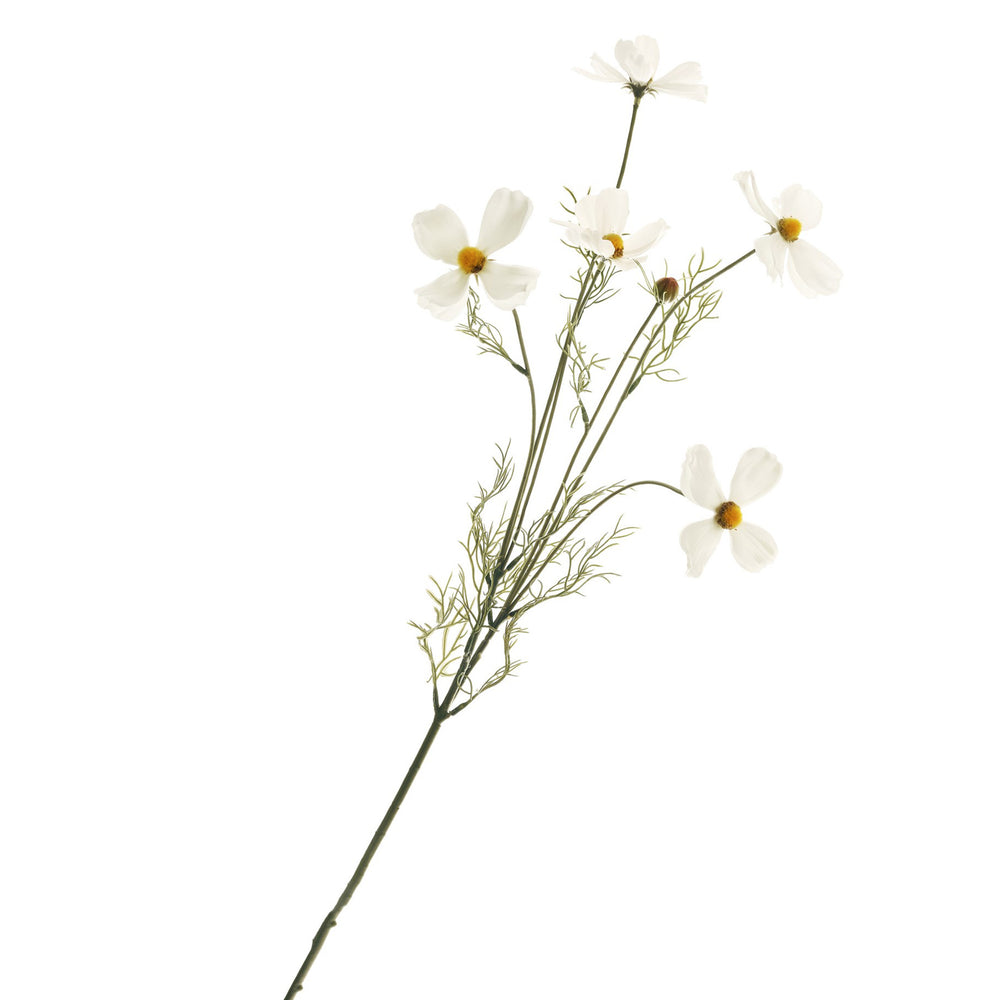 Tige de fleurs de cosmos