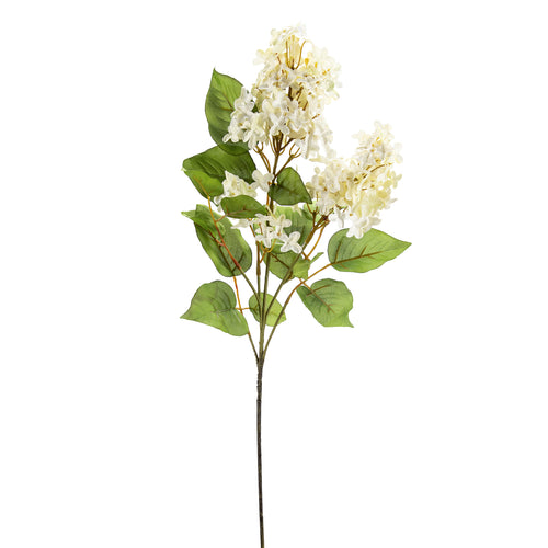 Branche de lilas blanc||White lilac branch