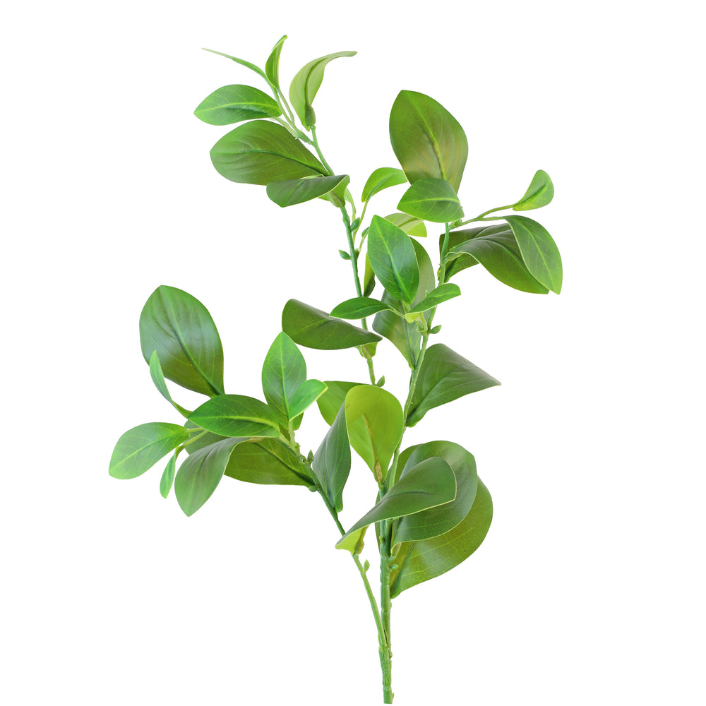 Magnolia leaf stem