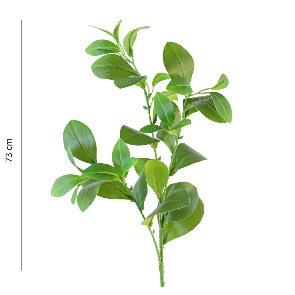 Magnolia leaf stem
