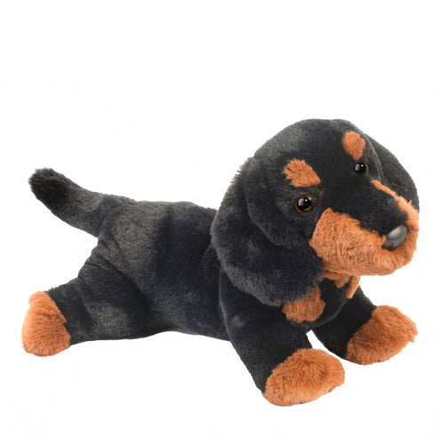 Peluche - Dottie the dachshund dog