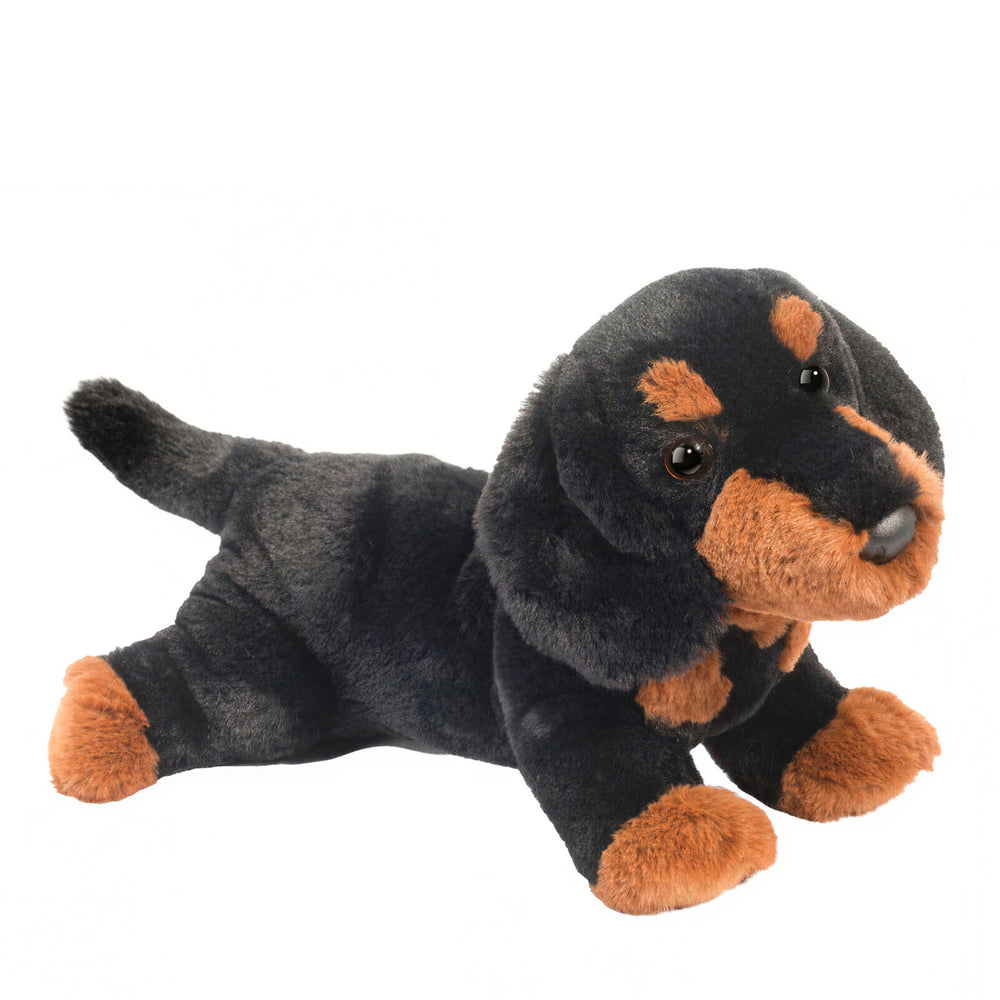 Peluche - Dottie the dachshund dog