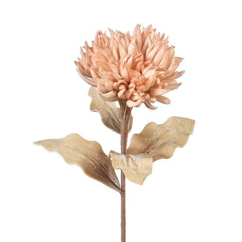 Chrysanthemum - Peach