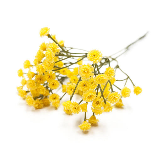 Branche d'allium - Jaune||Allium branch - Yellow