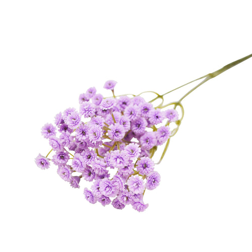 Branche d'allium - Lilas||Allium branch - Lilac