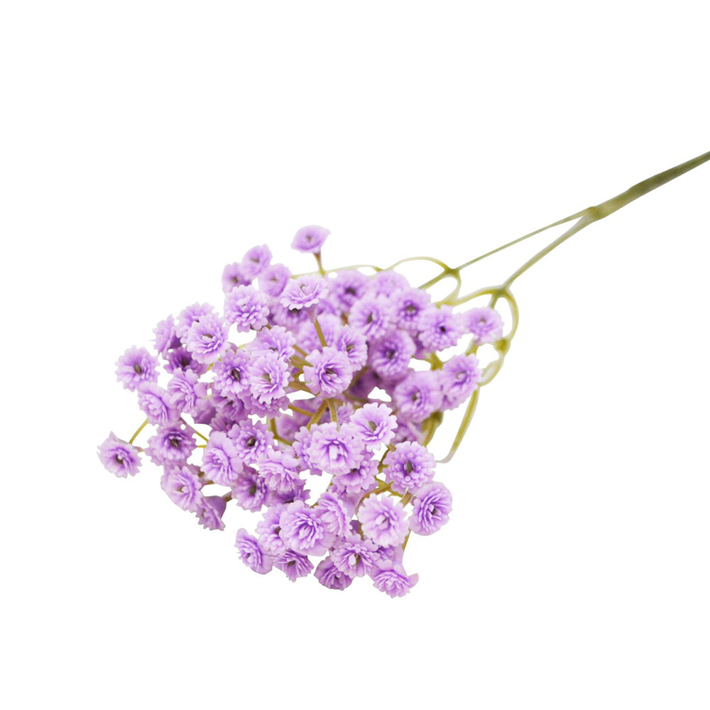 Branche d'allium - Lilas||Allium branch - Lilac