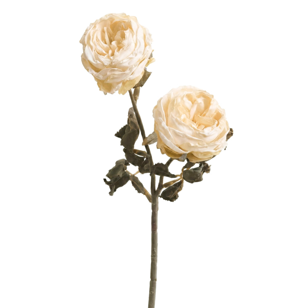 Tige de roses séchées blanches