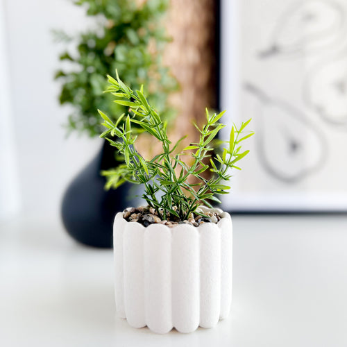 Plante en pot blanc||White pot plant