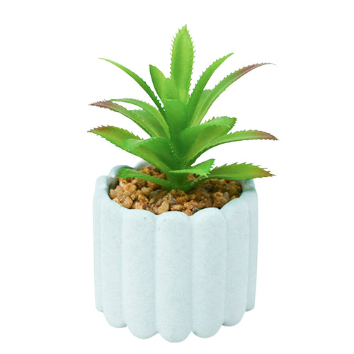 Succulente en pot aqua||Succulent aqua pot
