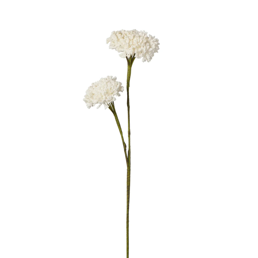 Fleur blanche - Corail du désert||White bloom - Desert coral