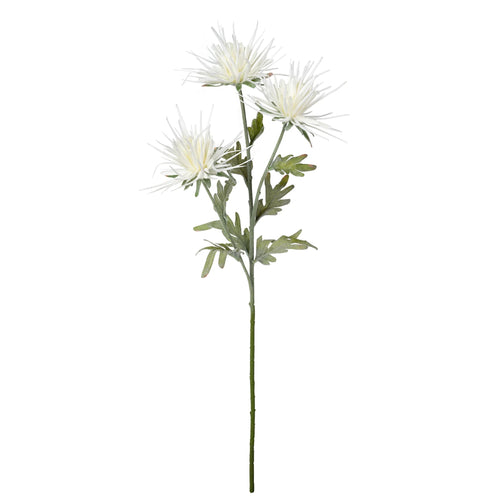 Tige de fleurs Dhalias - Blanche