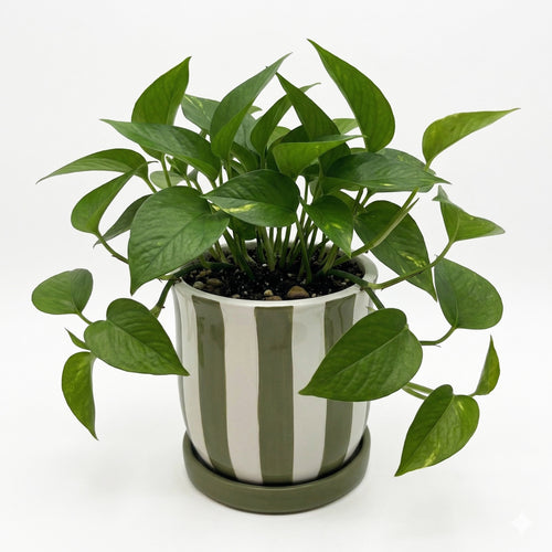 Green striped planter