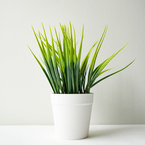 Plante en pot blanc