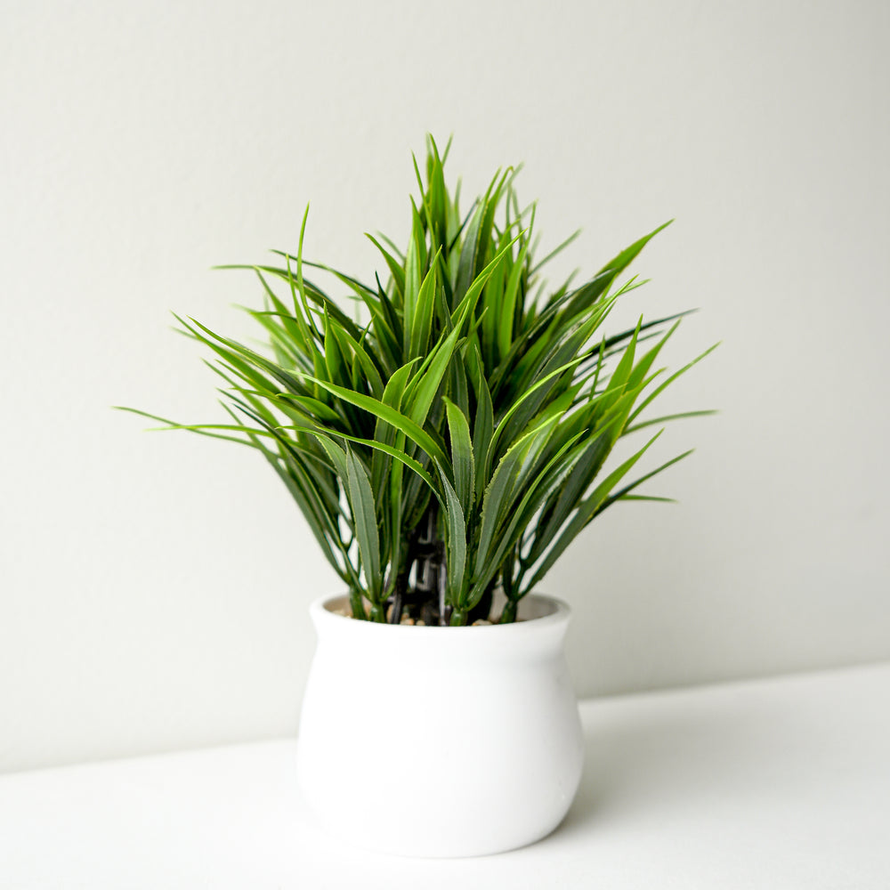 Grass in white pot