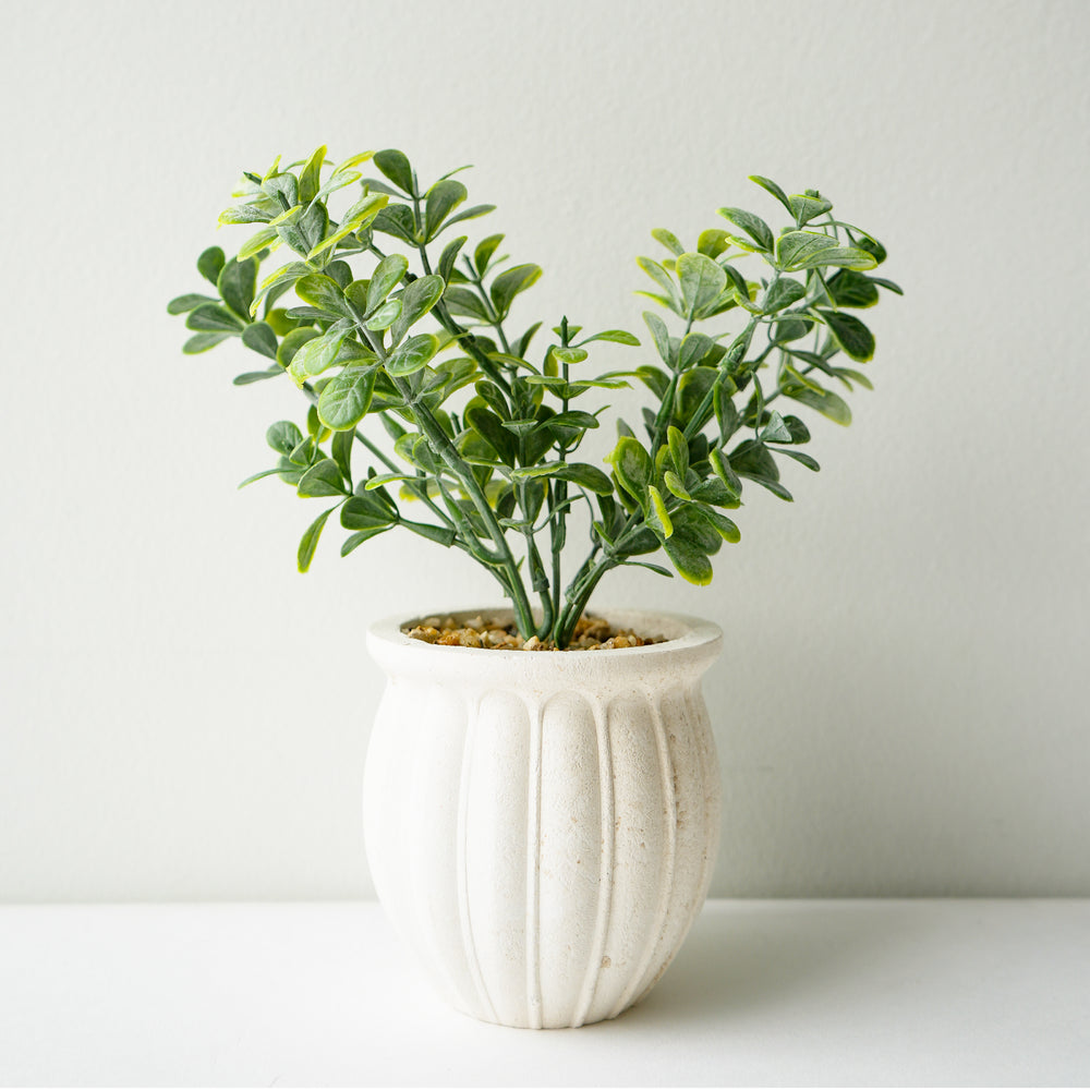 Potted boxwood bouquet