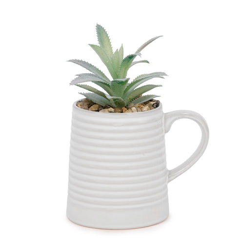 Succulente dans une tasse blanche||Succulent in a white cup