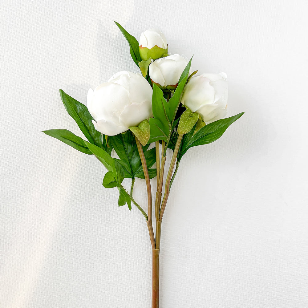 Bouquet de pivoines blanches||Bouquet of white peonies