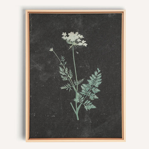 Toile - Dentelle sauvage