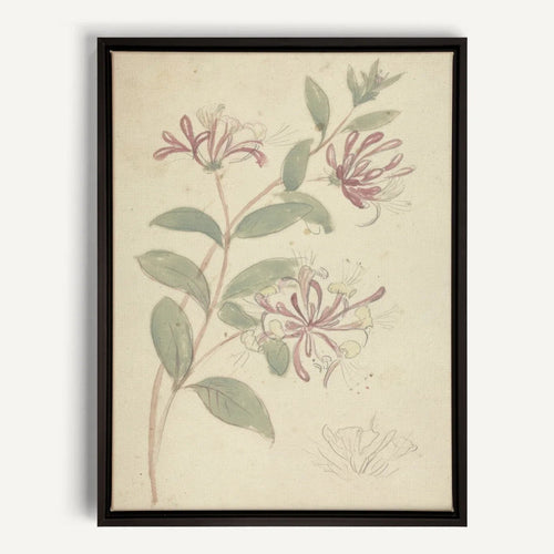 Toile - Vintage vine