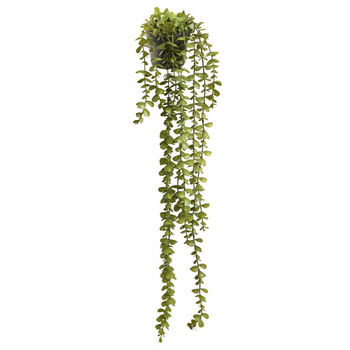 Plante à suspendre - Jade||Hanging plant - Jade