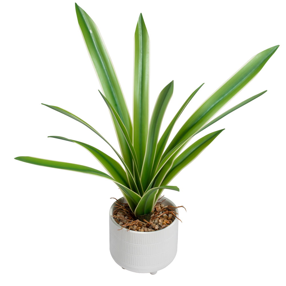 Feuilles de Cymbidium - Pot Riviera||Cymbidium leaf plant - Riviera pot