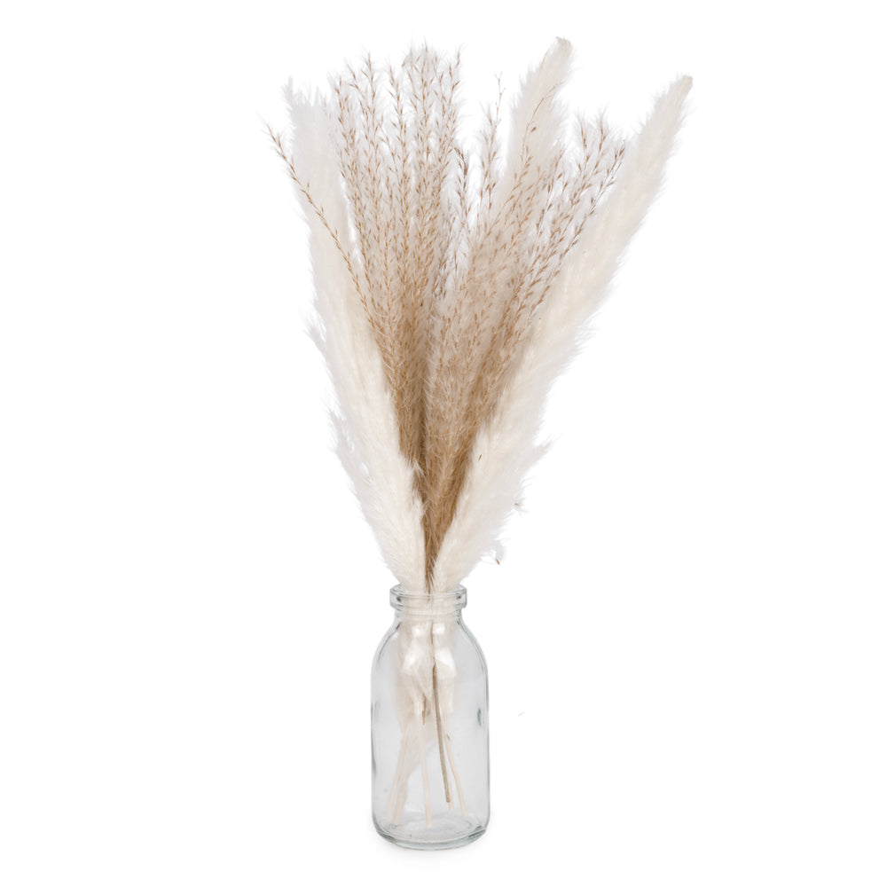 Herbes de pampas dans un vase||Pampas grass in a vase