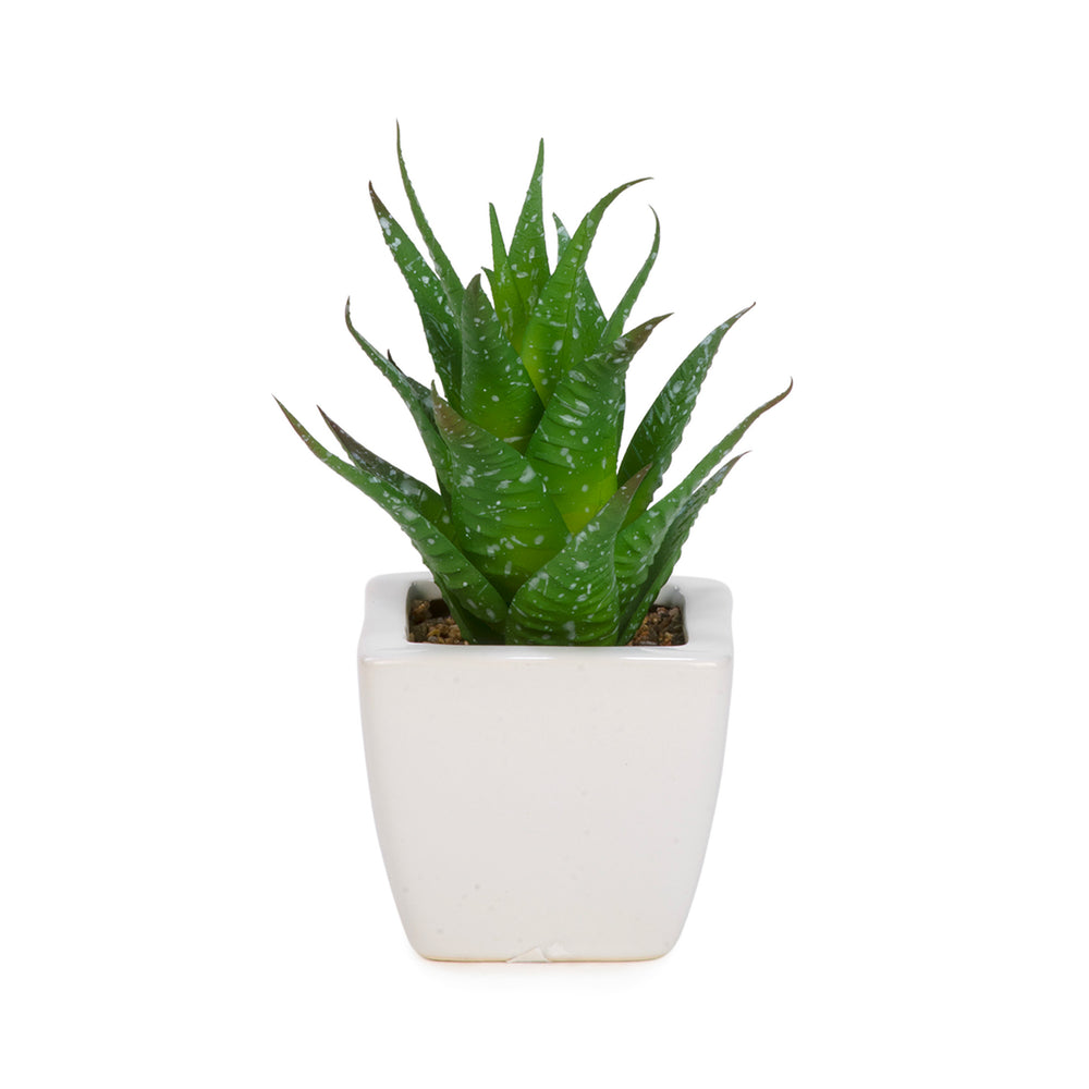 Succulente en pot blanc||Succulent in white pot