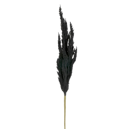 Tige de pampa - Noir||Pampa stem - Black